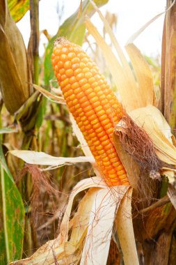 Olgun mısır mısır koçanı ağaç bitki üzerinde bekleyin hasat Mısır alan tarım için