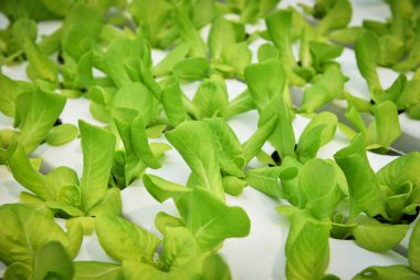 sebze hydroponic sistemi / genç ve taze yeşil çünkü marul salata büyüyen hydroponic çiftlikte Bahçe: sera organik bitki sağlık gıda için tarımda toprak susuz