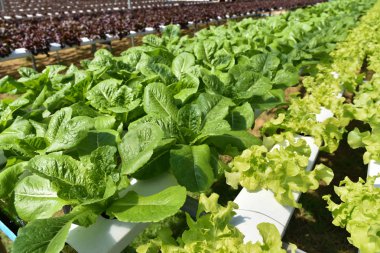 Sebze hydroponic sistemi / genç ve taze yeşil çünkü marul salata büyüyen hydroponic bahçe çiftlik bitkiler toprak tarım susuz üzerinde açık havada organik sağlık gıda için