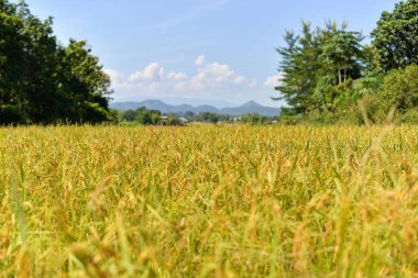 Sarı altın olgun pirinç alan bekle tarım grupta ürün toplama 