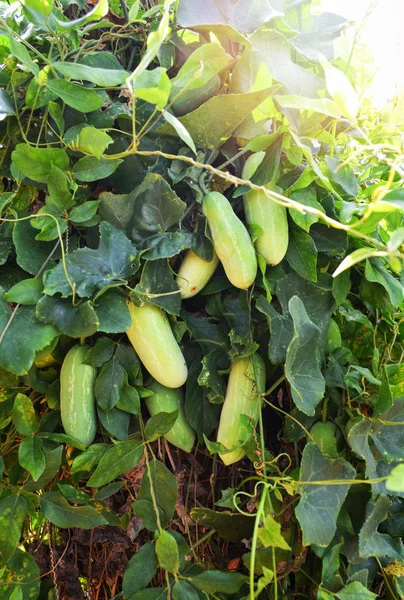Fruit of lvy gourd plant on vine tree in the vegetable garden / Coccinia grandis