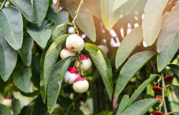 Фрукти Melientha Suavis Посадити Дерево Opiliaceae Або Пак Wan Овоч — стокове фото