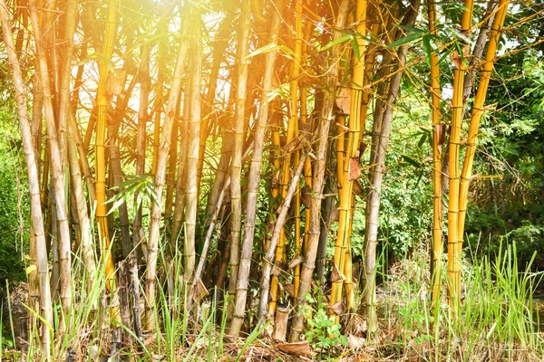 新鮮な黄竹茎木農業竹森と農場の背景に緑の模様 — ストック写真