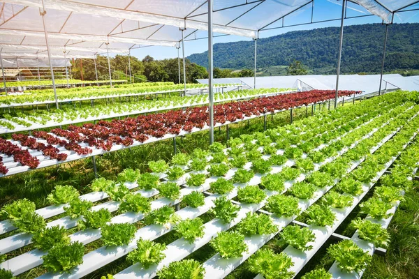 Vegetable Hydroponic System Young Fresh Frillice Iceberg Salad Growing Garden — Stock Photo, Image