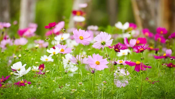 Bunte Lila Weiße Und Rosa Kosmos Blume Blüht Frühling Garten — Stockfoto