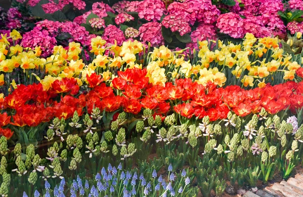 Bunte Tulpen Blumenschmuck Garten Schöne Tulpenfeld Blühenden Frühling Floralen Hintergrund — Stockfoto