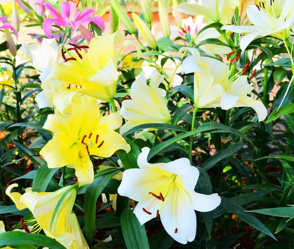 Fioritura Variopinta Del Fiore Del Giglio Nel Giardino Primavera Ibridi — Foto Stock