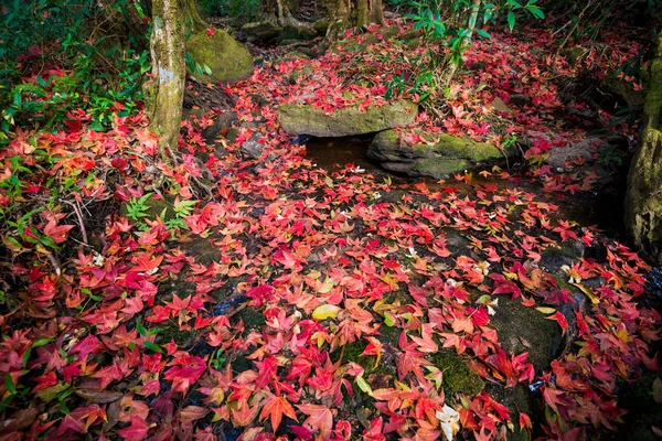 Листья Красный Клен Скале Водяном Потоке Зеленым Мхом Листья Цвета — стоковое фото