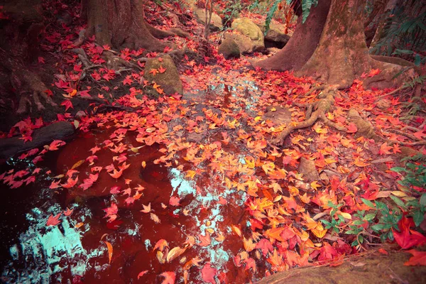 Deixa Bordo Vermelho Rocha Córrego Água Com Verde Musgo Folha — Fotografia de Stock