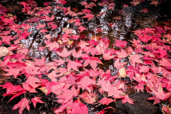 Feuilles Érable Rouge Sur Eau Changement Couleur Des Feuilles Automne — Photo