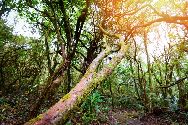 古代森林緑樹木 植物アイビーのつる木ジャングルと古い — ストック写真