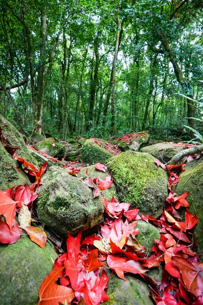 Deixa Bordo Vermelho Rocha Córrego Água Com Verde Musgo Folha — Fotografia de Stock