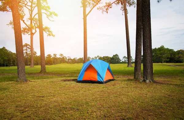 Tenda Berkemah Padang Rumput Hutan Pinus — Stok Foto