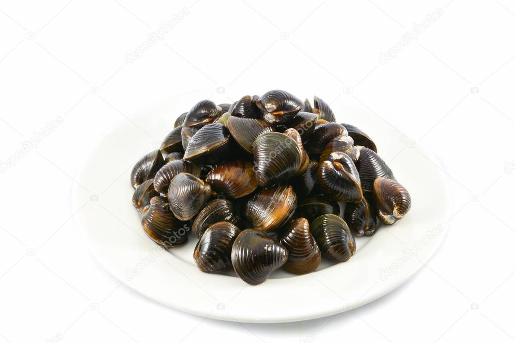 Freshwater shellfish bivalve such as clams shell on plate isolated on white background 