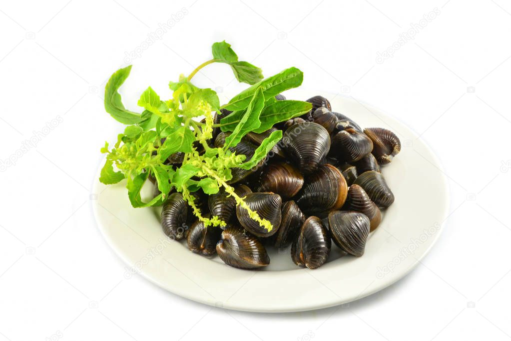 Freshwater shellfish bivalve such as clams shell on plate and holy basil isolated on white background 
