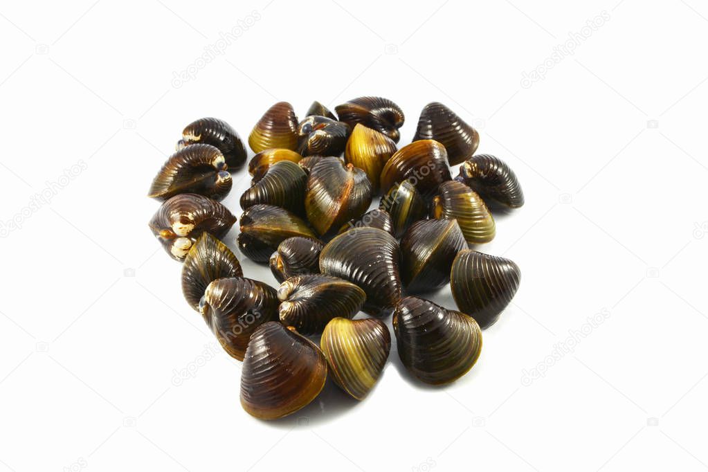 Shellfish freshwater bivalve such as clams shell isolated on white background 