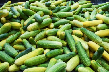 Taze salatalık hasat organik sebze Bahçe tarım salatalık arka plan yığını 