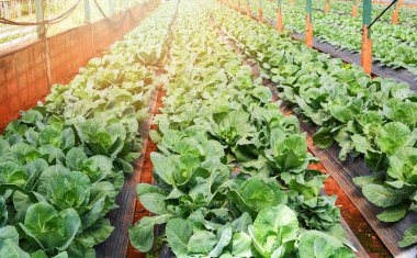 Taze yeşil lahana sebze satırın sera organik tarım alanında büyüyor