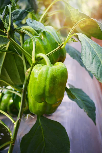 Green bell pepper growing on plant tree - close up fresh raw pepper in the vegetable garden agriculture farm greenhouse