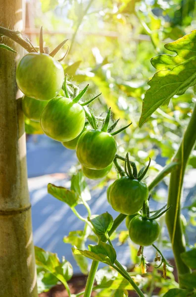 Young green tomato on vine plant tree nature garden background - Fresh cherry tomatoes growing in organic farm greenhouse