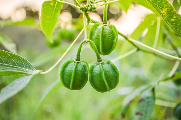 Groen Van Cassave Vruchten Tak Plant Boom Blad Cassave Plantage — Stockfoto