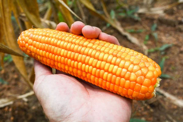 Érett Kukorica Kézzel Mezőgazdasági Termés Kukorica Mező Termék Ázsia Mezőgazdaságban — Stock Fotó