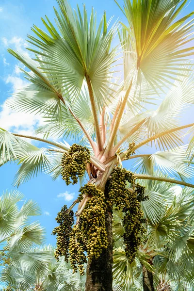 palm fruit on tree in the garden on bright day and blue sky background / tropical plant palm field