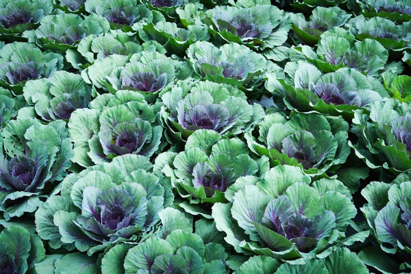 Kohl Gemüse Textur Hintergrund Bunte Zierkohl Blume Oder Grünkohl Gepflanzt — Stockfoto