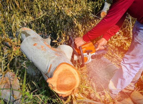 Man Hands Cutting Trunk Saws Tree Chainsaw Woodcutter Sawmill — Stock Photo, Image