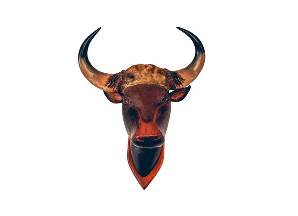 Head Wooden Cow Skull Bull Isolated White Background Animal Horn — Stock Photo, Image