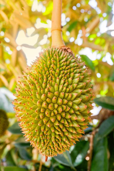 Fruta Tropical Joven Fresca Del Durian Que Crece Planta Del — Foto de Stock