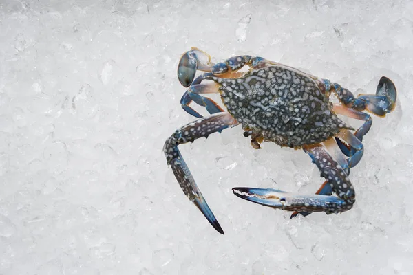 冰上海鲜蟹 餐厅新鲜生蓝色游泳蟹海洋美食 — 图库照片
