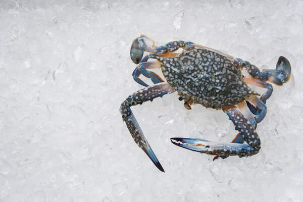 Seafood crab on ice / Fresh raw Blue Swimming Crab ocean gourmet in the restaurant