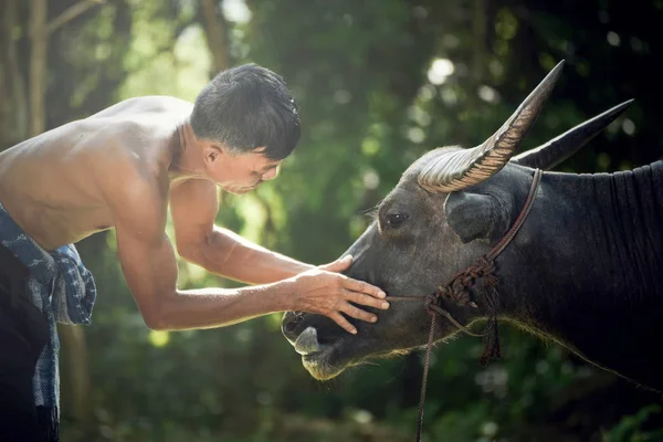 Agricultor Com Búfalo Olhar Para Olhos Ásia Homem Agricultor Dar — Fotografia de Stock