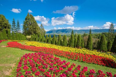 Celosia Cristata ve kadife çiçeği çiçek peyzaj Yaylası dağ arka plan üzerinde renkli çiçek bahar bahçe ile çam ağaçları / Kasad Tee Phurua Loei tarım tepe Tayland Sung 