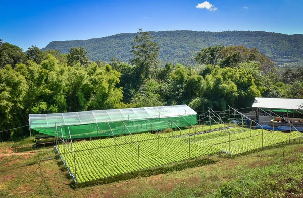 Pflanzliches Hydroponisches System Junger Und Frischer Grüner Eichensalat Salatanbau Garten — Stockfoto