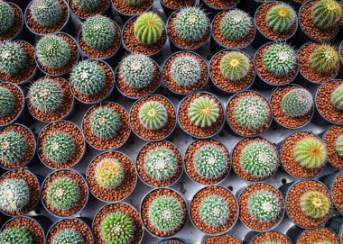 Mini kaktüs tencere içinde Bahçe kreş kaktüs çiftliği tarım sera - Üstten Görünüm