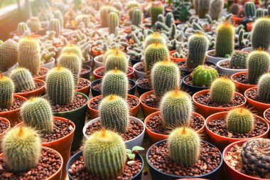 Tencere Bahçe kreş kaktüs çiftliği tarım sera içinde Mini kaktüs