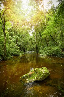 Dağ nehir akarsu şelale yeşil orman / peyzaj doğa bitki ağaç yağmur ormanları orman rock ve yeşil ecek ile sabah vahşi tropikal orman