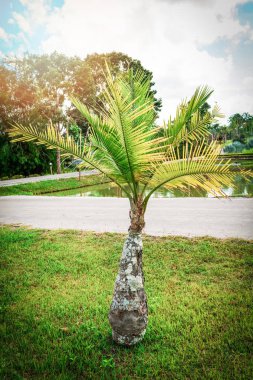palmiye ağaçları Park / tropikal bitki palm Bahçe ve mavi gökyüzü parlak
