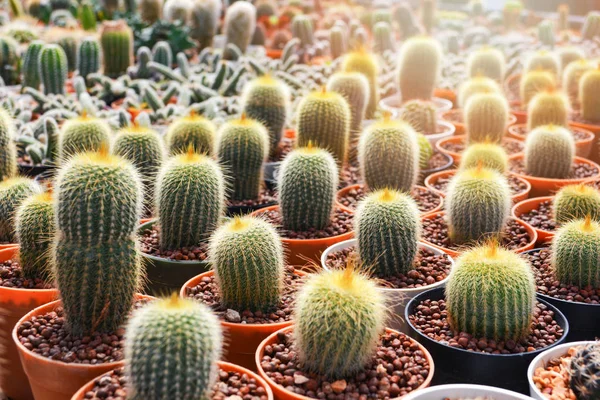Mini Kaktus Květináčích Zemědělství Skleníku Zahrady Školky Kaktus Farmy — Stock fotografie