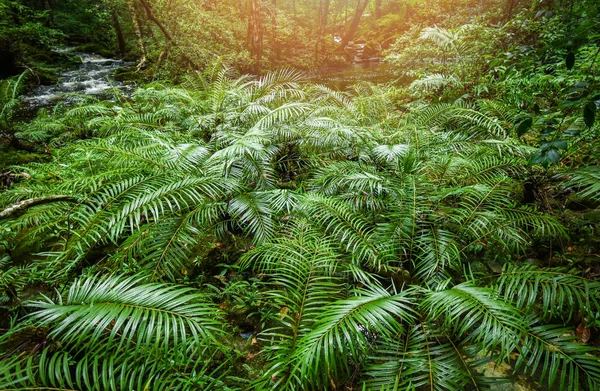 Planta Tropical Samambaia Floresta Paisagem Natureza Verde Selva Samambaia Árvore — Fotografia de Stock