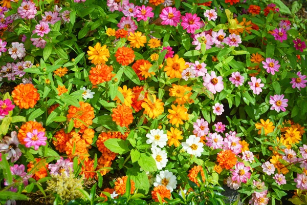 Colorful flower texture background blooming pink orange yellow and white flowers and green leaf in nature beautiful garden spring summer