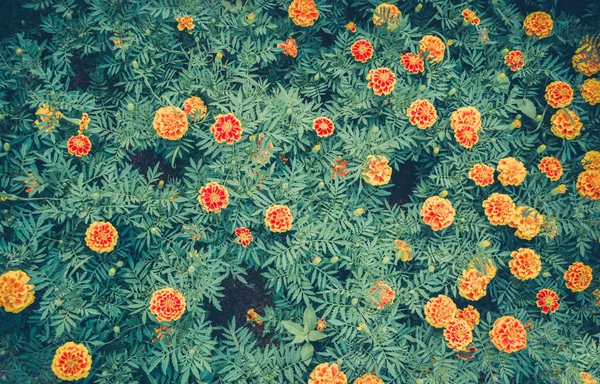 背景トップ ビュー ヴィンテージの花の色のマリーゴールド黄色い花植物春夏の庭園 — ストック写真