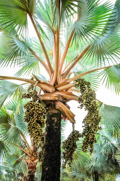 palm fruit on tree in the garden on bright day and blue sky background / tropical plant palm field
