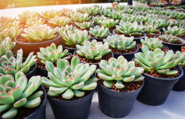 Bahçe kreş kaktüs Çiftliği Tarım tencerede Echeveria etli bitkiler