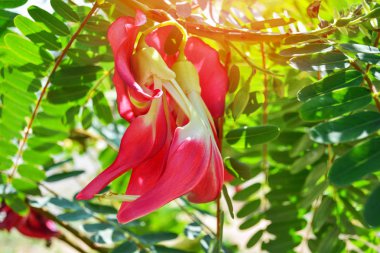 Kırmızı agasta Çiçek Bahçe / diğer adları Sesban agasta, sebze uğultu kuş, Kelebek ağacı ağaç üzerinde