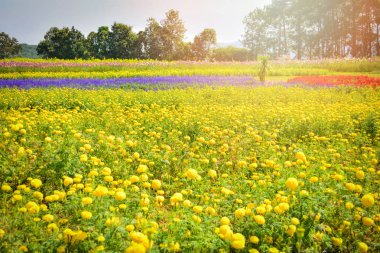 Sarı çiçek çiçek ilkbahar yaz renkli Bahçe / güzel kadife çiçeği çiçek alanı