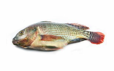 Beyaz arka plan üzerinde izole taze çiğ tilapia balık tatlısu