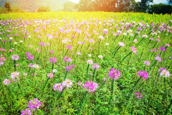 フラワー フィールドの春カラフルな庭 Cleome Hassleriana 美しいクモ花のピンクと白の花 — ストック写真